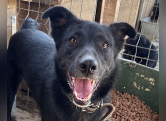 ♥TABEA♥ so liebe,verschmuste, lustige Hündin,die von ihrem Besitzer im Tierheim abgegeben wurde 57cm