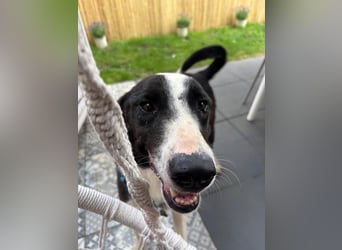 YAFFA, superliebe Spätzünderin, Pflegestelle Köln, 56 cm, 2,5 Jahre, Mischling, Tierschutz Rumänien