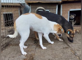 ♥KIMBY♥ bildschöne, anfangs noch schüchterne Hündin, die schnell Vertrauen fassen wird 51 cm