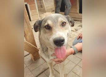 ♥QUENTIN♥ unglaublich menschenbezogener, verschmuster Rüde, der schon ein Zuhause hatte 55 cm