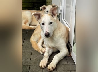 ♥SEPPI♥ auf Pflegestelle bei Köln - süßer, ganz lieber, etwas unsicherer Junior 59 cm