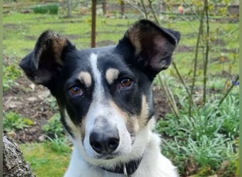 ♥AMANDA♥ auf Pflegestelle in Köln - süße, verschmuste und unkomplizierte Hündin 54 cm