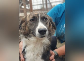 ♥MIA♥ ganz zutrauliche, verschmuste, wunderschöne tricolor-Hündin 56 cm