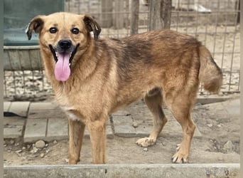 ♥JAKOB♥ süßer, anhänglicher Rüde voller Emotionen, der so viel Herz und Lebensfreude hat 56 cm