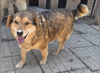 ♥BOSKO♥ verschmuster, bezaubernder, lockiger Rüde - eine echte Knutschkugel 51 cm