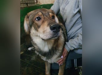 ♥MARLIN♥ ruhiger, lieber, vorsichtiger Rüde, der im Tierheim völlig überfordert ist 52 cm