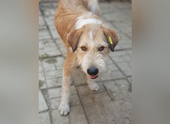 ♥CHAP♥ hübscher, ganz zutraulicher und neugieriger Gute-Laune-Hund 57 cm