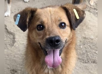 ♥JAKOB♥ süßer, anhänglicher Rüde voller Emotionen, der so viel Herz und Lebensfreude hat 56 cm