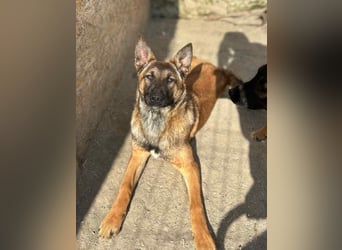 ⭐️TIRANA⭐️, Malinois-Mischling, Hündin, 11 Monate, 54 cm, Mischling, Tierschutz Rumänien