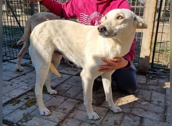 ♥JULE♥ süße, ganz liebe, noch unsichere Juniorin 55 cm