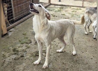 ♥BIANCA♥ fröhliche, verspielte und verschmuste Junghündin, die sich nach Zuwendung sehnt 55 cm