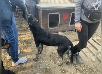 ♥SICCO♥ zu dünner, verschmuster, sehr menschenbezogener Rüde 60 cm