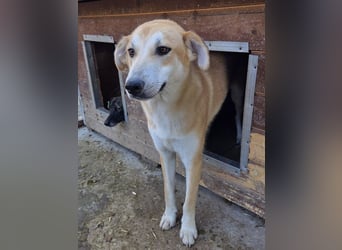 ♥RANDY♥ wunderschöner creme-weißer, anfangs noch zurückhaltender, ganz lieber Jungrüde 57 cm