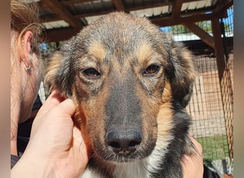 ♥MILO♥ entzückender, verschmuster, sportlicher Junghund; der ideale Familienhund - mittelgroß