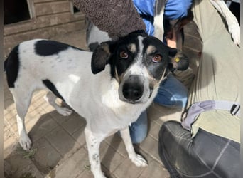 ♥AMANDA♥ süße, anhängliche, verschmuste und unkomplizierte Hündin 54 cm