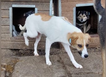 ♥KIMBY♥ bildschöne, anfangs noch schüchterne Hündin, die schnell Vertrauen fassen wird 51 cm
