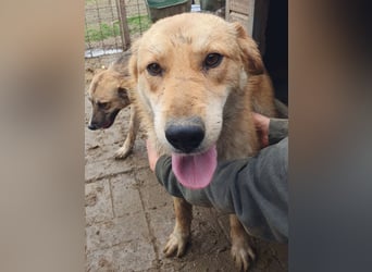 ♥NAEMI♥ ganz aufgeschlossene, verspielte, witzige Hündin 53 cm - ein echter Sonnenschein