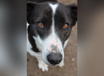 ⭐️YASIN⭐️, Traumtyp, Rüde, 2,5 Jahre, 56 cm, Mischling, Tierschutz Rumänien