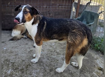 ♥MAIK♥ wunderschöner dreifarbiger, ganz lieber, noch etwas unsicherer Jungrüde 55 cm