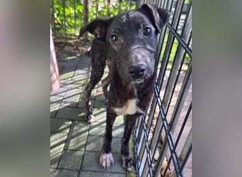 ♥NINA♥ neu auf Pflegestelle bei Köln - ganz liebe, aufgeschlossene, zu dünne Juniorin 55 cm