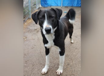 ⭐️YASIN⭐️, Traumtyp, Rüde, 2,5 Jahre, 56 cm, Mischling, Tierschutz Rumänien