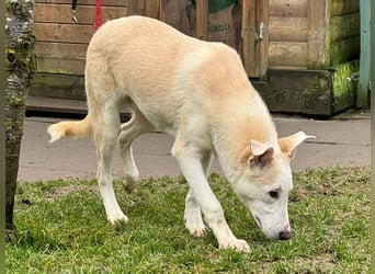 ♥SEPPI♥ auf Pflegestelle bei Köln - süßer, ganz lieber, etwas unsicherer Junior 59 cm