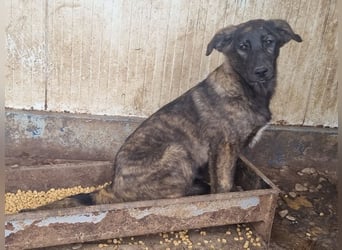 ♥MELISSA♥ unfassbar menschenbezogene, wunderschöne gestromte Junghündin - wird größer