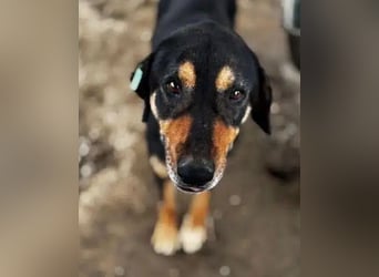 NOTFALL ♥STELLA♥ ab 19.Sep auf Pflegest bei Köln-unglaublich menschenbezogene, zu dünne Hündin 54cm