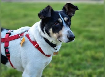 ♥AMANDA♥ auf Pflegestelle in Köln - süße, verschmuste und unkomplizierte Hündin 54 cm
