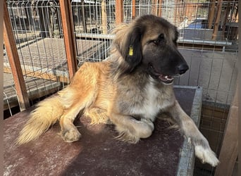 ♥TRUFFLES♥ ab 14. Aug auf Pflegest bei Köln-bildschöner, verschmuster, sanfter Herdenschutzrüde 59cm