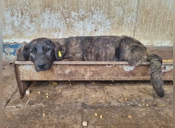 ♥MELISSA♥ unfassbar menschenbezogene, wunderschöne gestromte Junghündin - wird größer