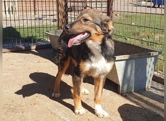 ♥MILO♥ entzückender, verschmuster, sportlicher Junghund; der ideale Familienhund - mittelgroß