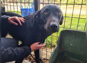 ♥ONJA♥ so liebe Hündin, die zu einer wahren Schönheit herangewachsen ist 57 cm