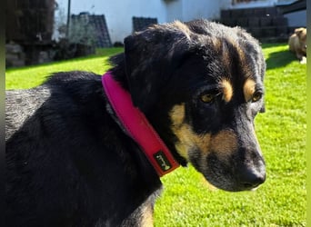 ♥STELLA♥ auf Pflegestelle bei Leverkusen -unglaublich menschenbezogene, aktuell zu dünne Hündin 60cm