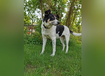 ♥AMANDA♥ auf Pflegestelle in Köln - süße, verschmuste und unkomplizierte Hündin 54 cm