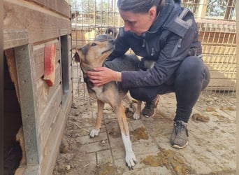 ♥STELLA♥ wunderbare, sehr liebe Seele von einer Hündin 53 cm