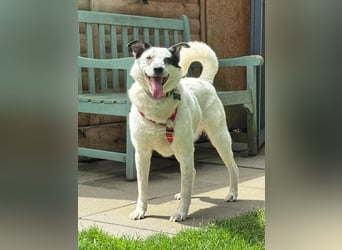 ♥KOBOLD♥ auf Pflegestelle in Essen - hübscher, ganz lieber, sensibler Hundejunge 51 cm