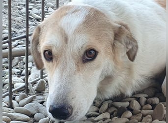 ♥CINDY♥ wunderschöne, neugierige Hündin, die noch unsicher im Umgang mit Menschen ist 54 cm