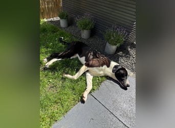 YAFFA, superliebe Spätzünderin, Pflegestelle Köln, 56 cm, 2,5 Jahre, Mischling, Tierschutz Rumänien