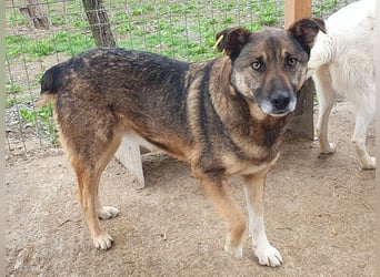 ♥NANDO♥ wunderbarer, ganz aufgeschlossener Rüde - eine wahre Frohnatur 53 cm