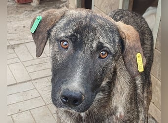 ♥FREDDY♥ süßer, sanfter, ruhiger Junghund mit einer sehr angenehmen zurückhaltenden Art 54 cm