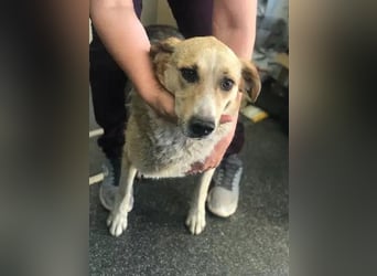 NOTFALL ♥MINELLA♥ anfangs noch vorsichtige, liebe, hübsche Hündin, die gemobbt wird 50-55 cm