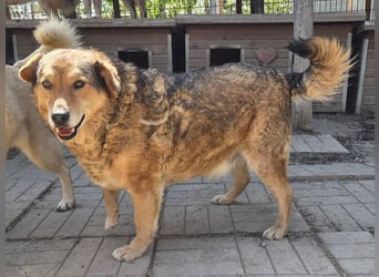 ♥BOSKO♥ verschmuster, bezaubernder, lockiger Rüde - eine echte Knutschkugel 51 cm