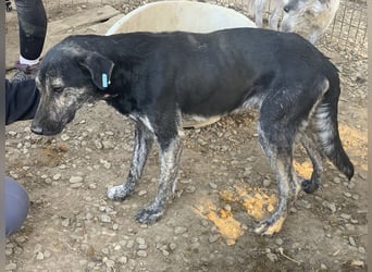 ♥SICCO♥ zu dünner, verschmuster, sehr menschenbezogener Rüde 60 cm