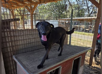 ♥DORINA♥ unglaubliche liebevolle, verschmuste Hündin, die die menschliche Nähe so vermisst 53 cm