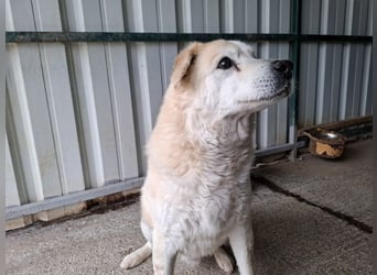 ♥FRANZ♥ ganz lieber, ruhiger, dankbarer Plüschhund, der ein Leben voller Entbehrungen hatte 52 cm