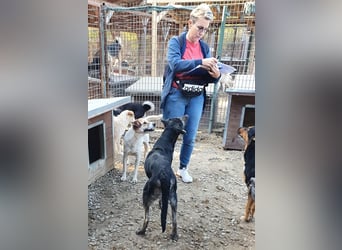 ♥SICCO♥ zu dünner, verschmuster, sehr menschenbezogener Rüde 60 cm