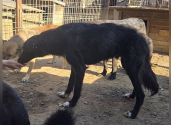 ♥MAURILIO♥ zuckersüßer, sanfter, noch vorsichtiger Rüde, der schon 3 Jahre im Tierheim lebt 55 cm
