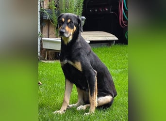 ♥STELLA♥ auf Pflegestelle bei Leverkusen -unglaublich menschenbezogene, aktuell zu dünne Hündin 60cm