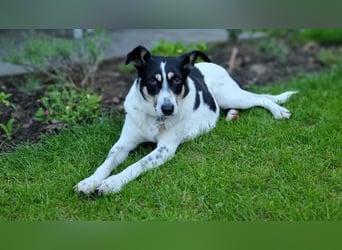 ♥AMANDA♥ auf Pflegestelle in Köln - süße, verschmuste und unkomplizierte Hündin 54 cm